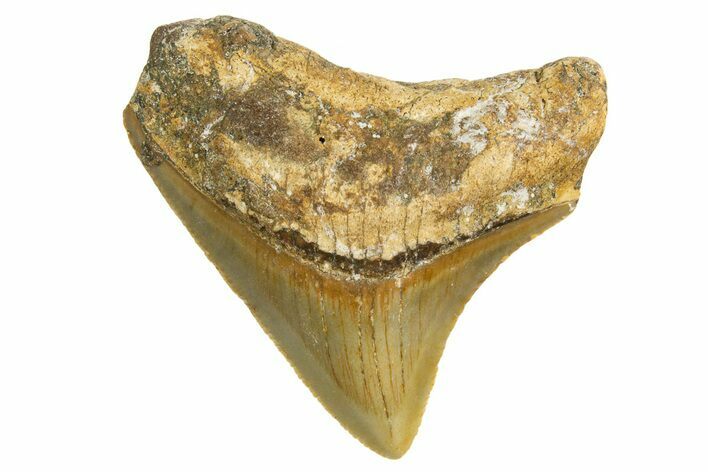 Serrated, Juvenile Megalodon Tooth - North Carolina #338567